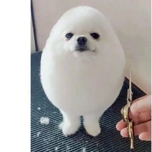 Meet your Posher, Zachary